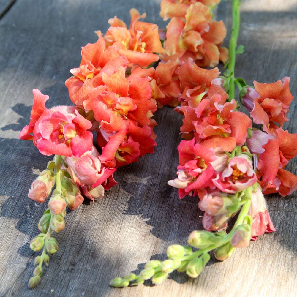 Bluehende Pflanze Loewenmaeulchen   Antirrhinum majus F1 ‘Madame Butterfly Bronze‘ aus der Gartenzauber-Saatgutserie