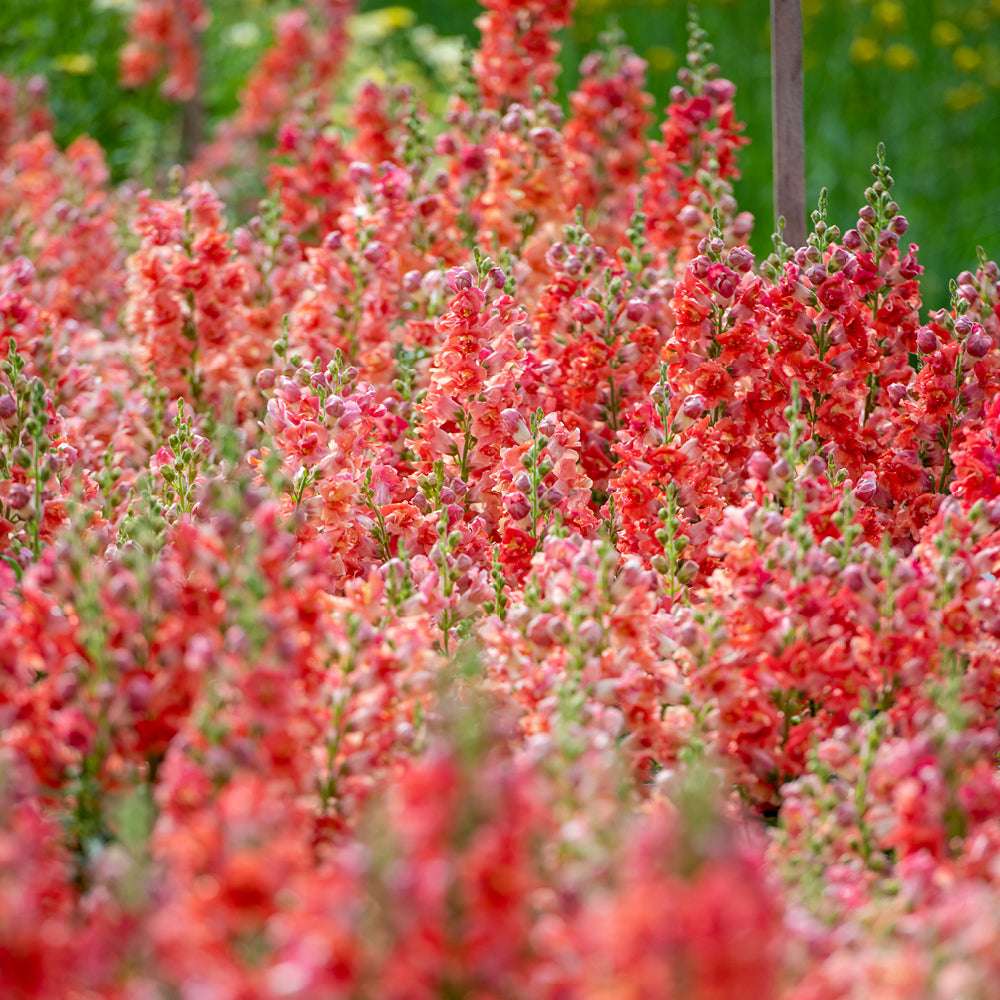 Bluehende Pflanze Loewenmaeulchen   Antirrhinum majus F1 ‘Madame Butterfly Bronze‘ aus der Gartenzauber-Saatgutserie