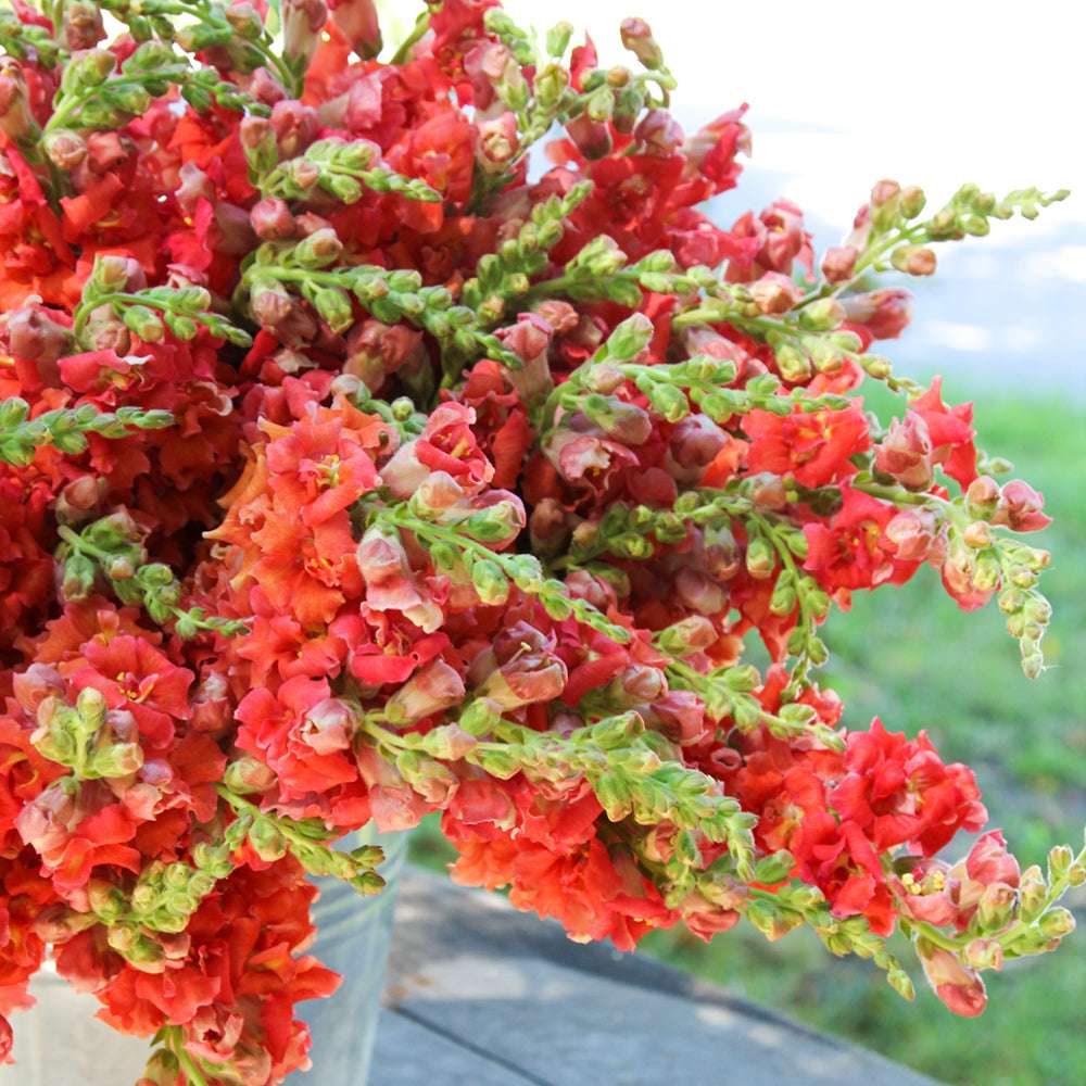 Bluehende Pflanze Loewenmaeulchen   Antirrhinum majus F1 ‘Madame Butterfly Bronze‘ aus der Gartenzauber-Saatgutserie