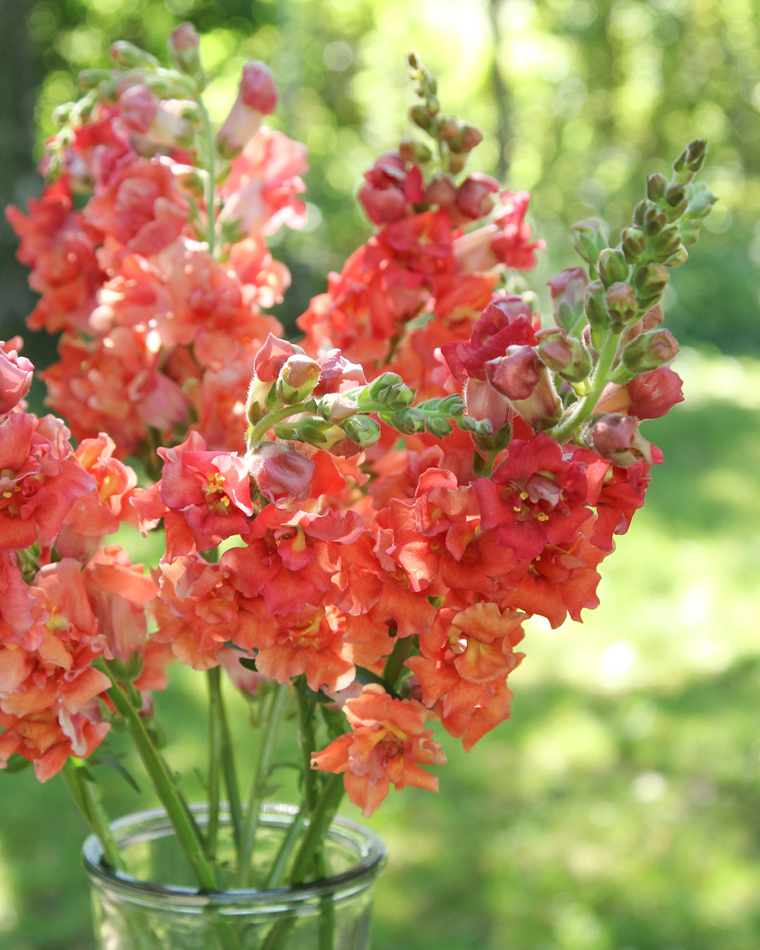 Bluehende Pflanze Loewenmaeulchen   Antirrhinum majus F1 ‘Madame Butterfly Bronze‘ aus der Gartenzauber-Saatgutserie