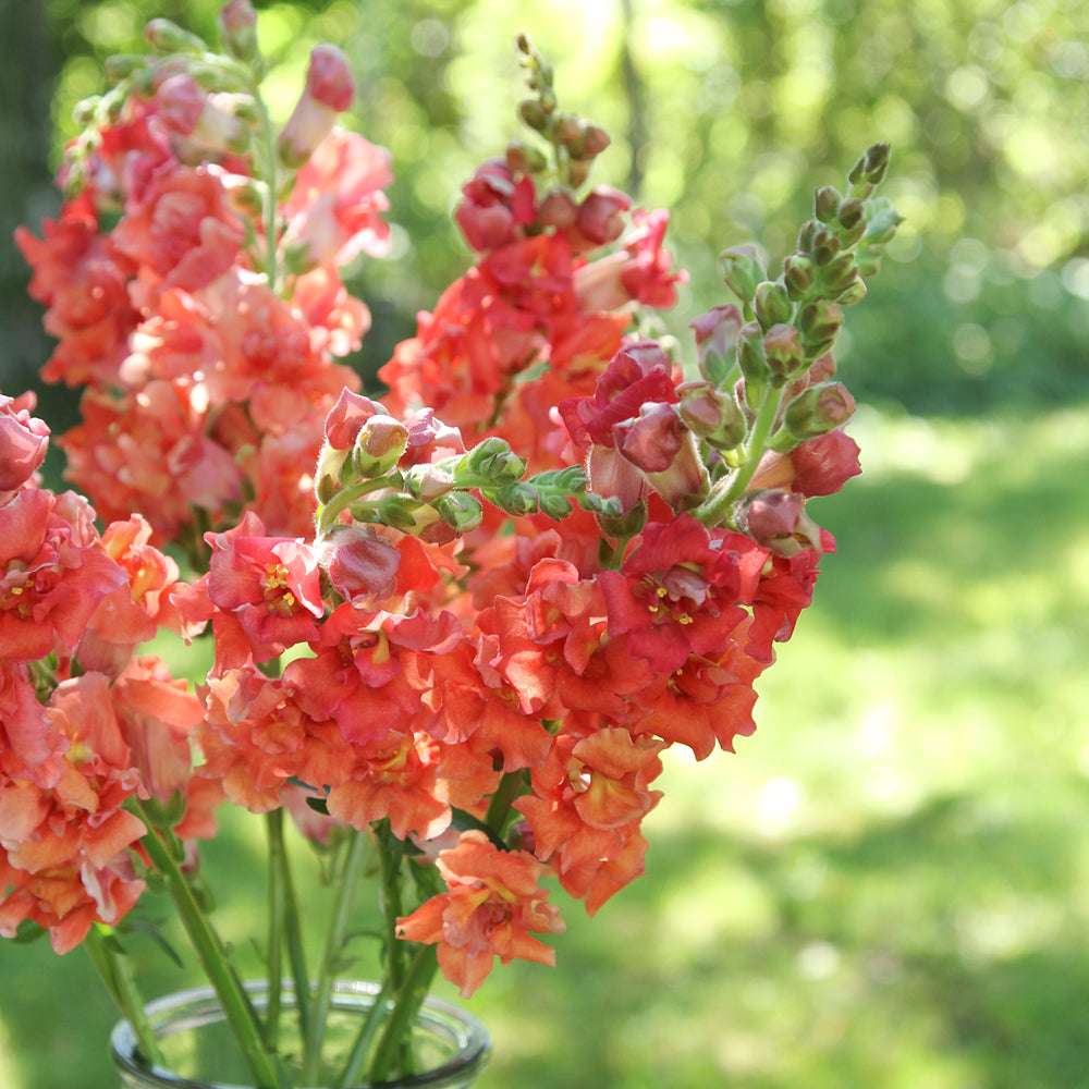 Bluehende Pflanze Loewenmaeulchen   Antirrhinum majus F1 ‘Madame Butterfly Bronze‘ aus der Gartenzauber-Saatgutserie