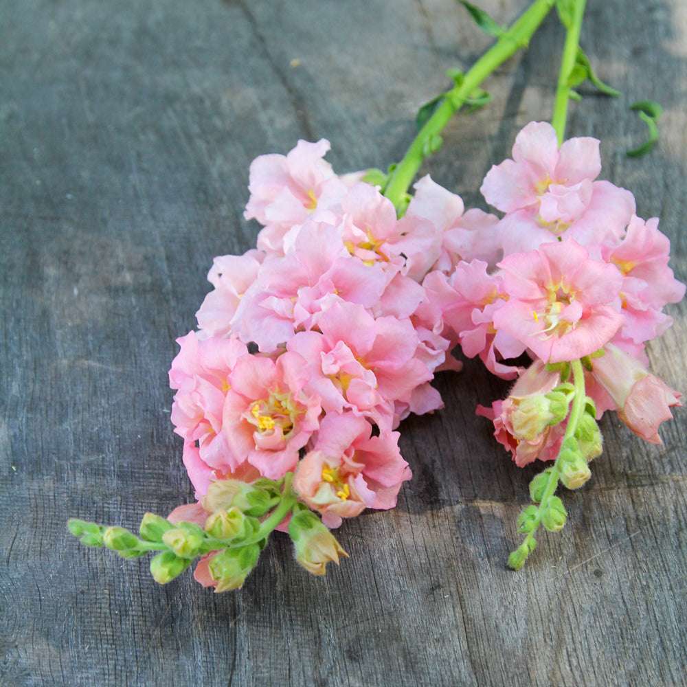 Bluehende Pflanze Loewenmaeulchen- Antirrhinum majus F1 ‘Madame Butterfly Pink‘ aus der Gartenzauber-Saatgutserie