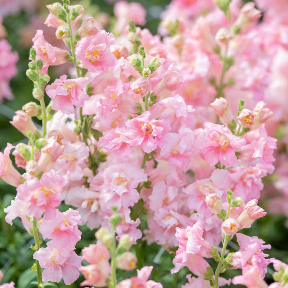 Bluehende Pflanze Loewenmaeulchen - Antirrhinum majus F1 ‘Madame Butterfly Pink‘ aus der Gartenzauber-Saatgutserie