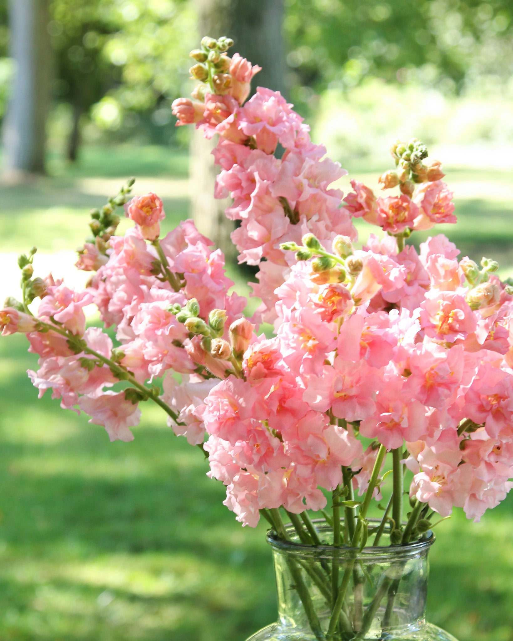 Gefüllte, schmetterlingsartige Blüten des Löwenmäulchens ‚Madame Butterfly Pink‘ in zartem Rosa.