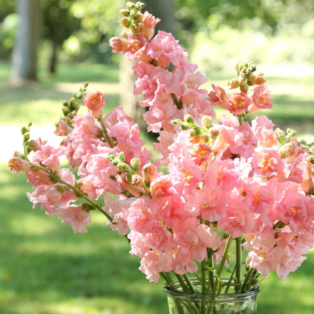 Bluehende Pflanze Loewenmaeulchen - Antirrhinum majus F1 ‘Madame Butterfly Pink‘ aus der Gartenzauber-Saatgutserie