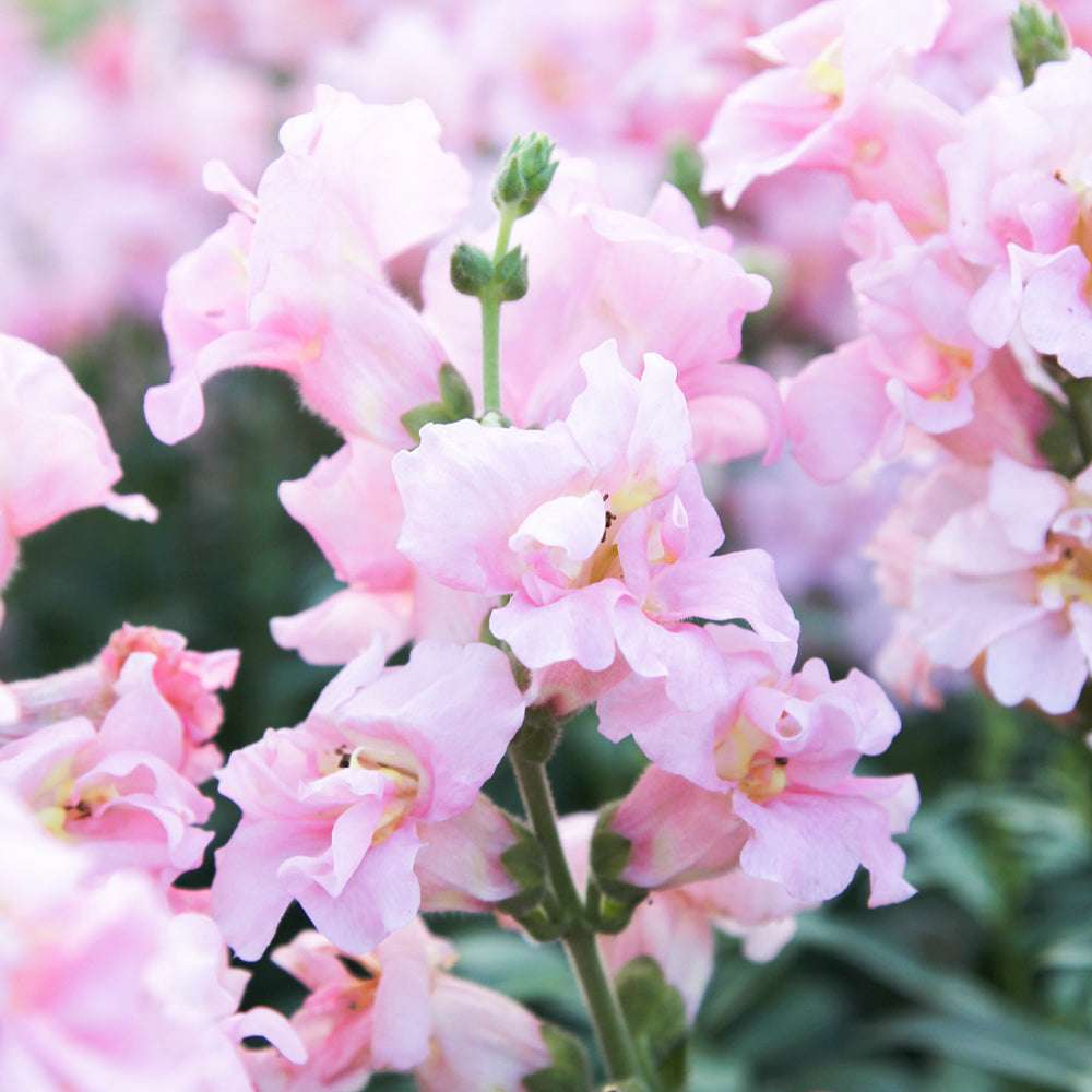 Bluehende Pflanze Loewenmaeulchen - Antirrhinum majus F1 ‘Madame Butterfly Pink‘ aus der Gartenzauber-Saatgutserie