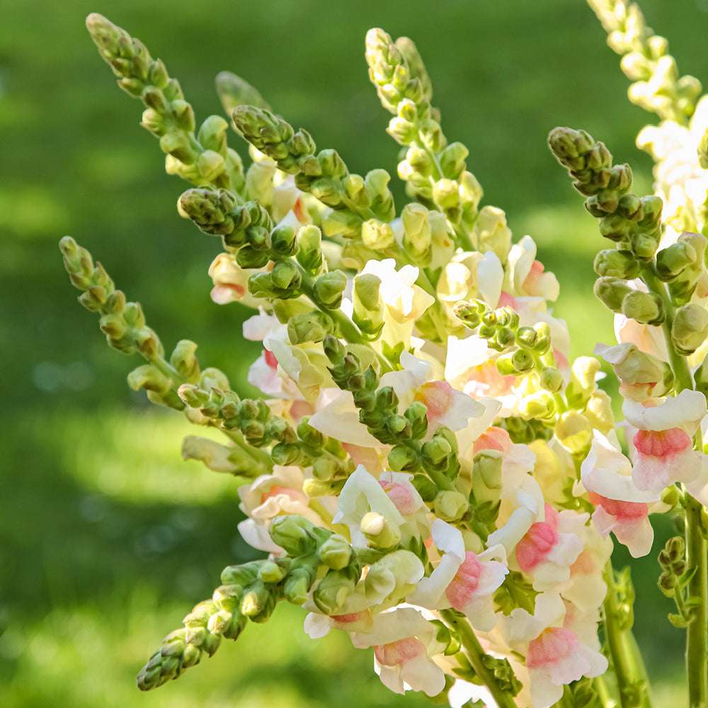 Bluehende Pflanze Loewenmaeulchen - Antirrhinum majus F1 ‘Potomac Appleblossom‘ aus der Gartenzauber-Saatgutserie