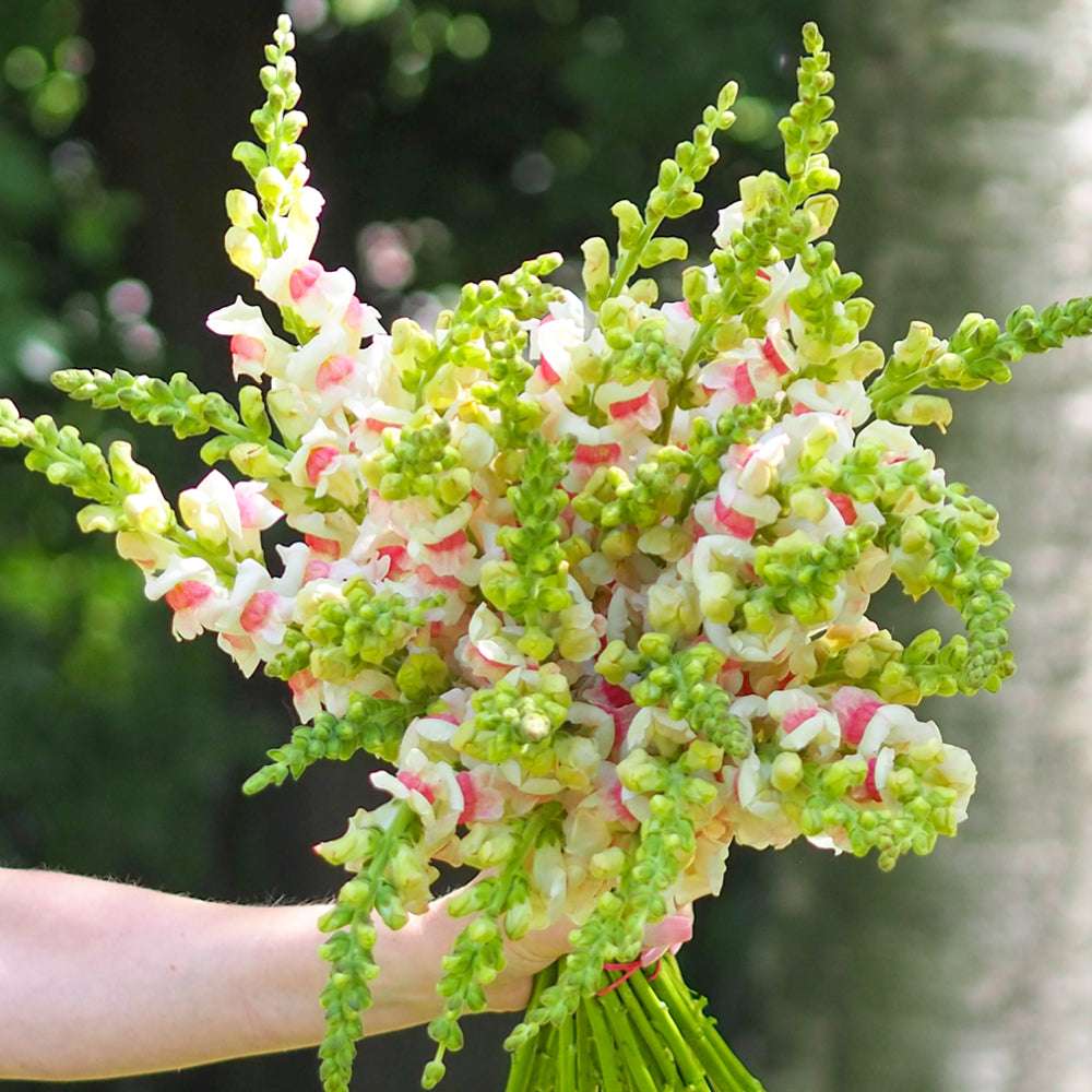 Bluehende Pflanze Loewenmaeulchen - Antirrhinum majus F1 ‘Potomac Appleblossom‘ aus der Gartenzauber-Saatgutserie