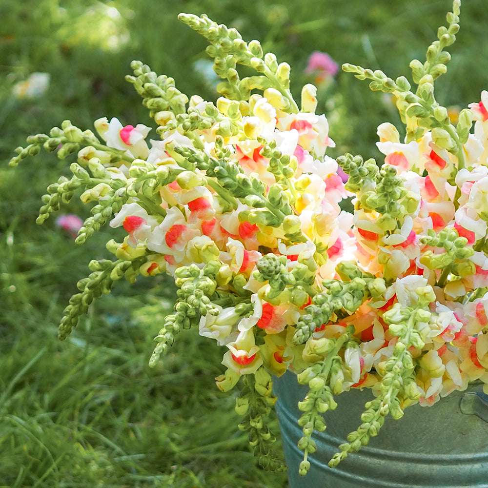 Bluehende Pflanze Loewenmaeulchen - Antirrhinum majus F1 ‘Potomac Appleblossom‘ aus der Gartenzauber-Saatgutserie
