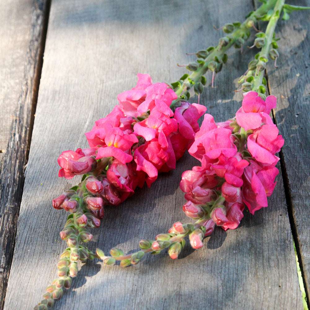 Bluehende Pflanze Loewenmaeulchen - Antirrhinum majus F1 ‘Potomac  Cherry Rose‘ aus der Gartenzauber-Saatgutserie