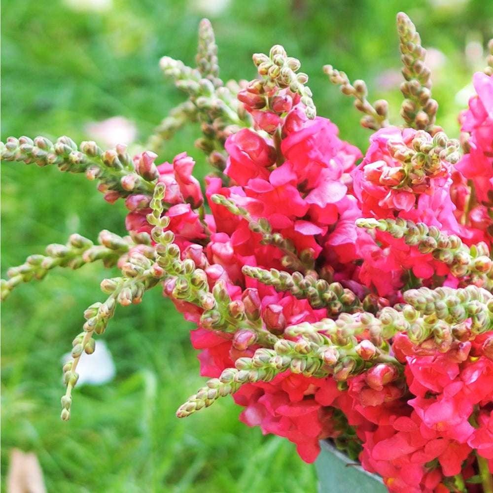 Bluehende Pflanze Loewenmaeulchen - Antirrhinum majus F1 ‘Potomac  Cherry Rose‘ aus der Gartenzauber-Saatgutserie