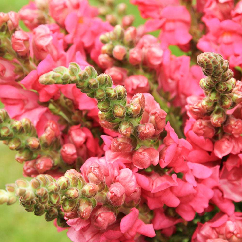 Bluehende Pflanze Loewenmaeulchen - Antirrhinum majus F1 ‘Potomac  Cherry Rose‘ aus der Gartenzauber-Saatgutserie