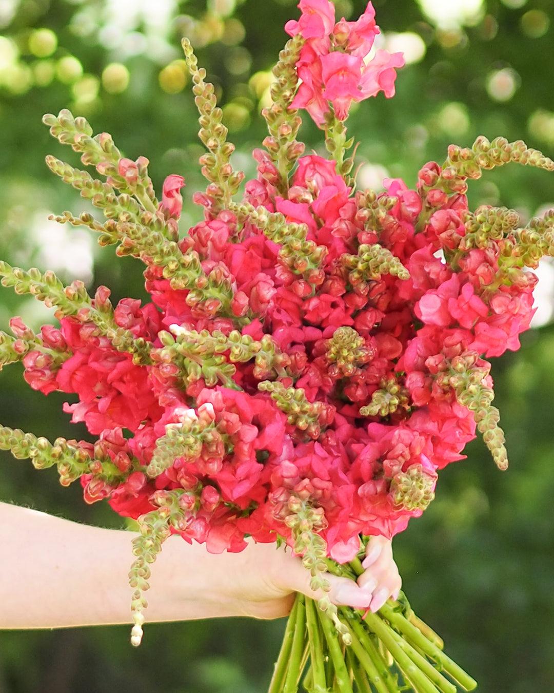 Bluehende Pflanze Loewenmaeulchen - Antirrhinum majus F1 ‘Potomac  Cherry Rose‘ aus der Gartenzauber-Saatgutserie als Strauß