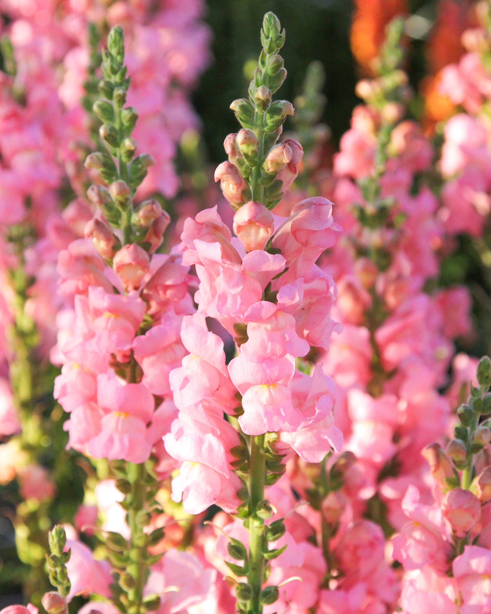 Rosa Blüten des Löwenmäulchens ‚Potomac Early Pink‘ an aufrechten, stabilen Blütenständen.