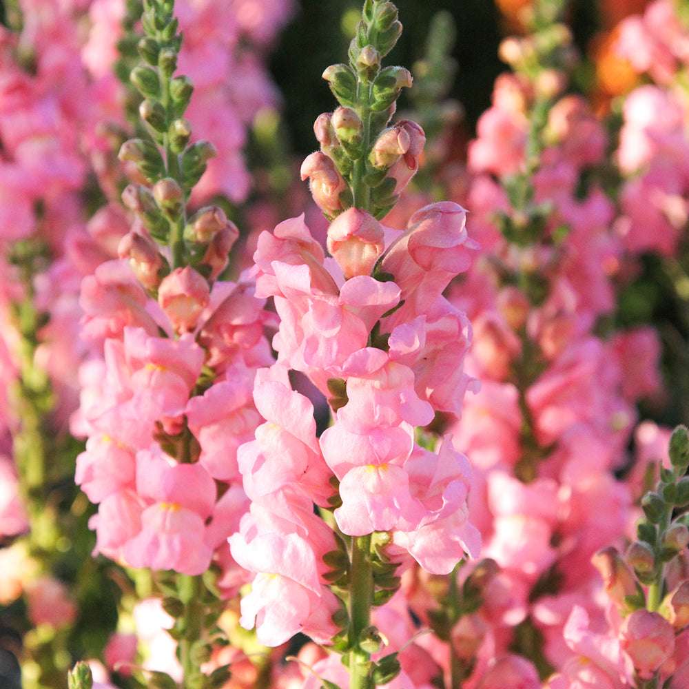 Blumenstrauß mit blueten von Loewenmaeulchen F1 ‘Potomac Early Pink‘  Antirrhinum majus aus der Gartenzauber-Saatgutserie 