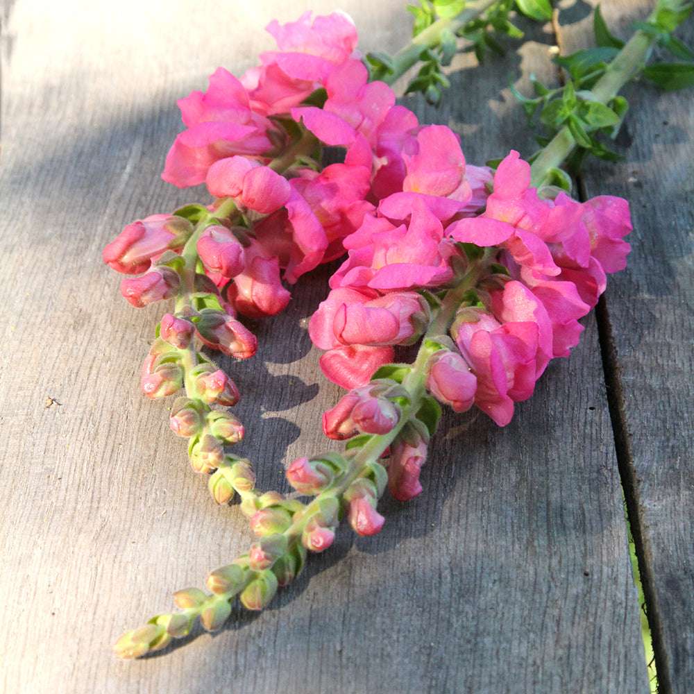 Vorderansicht Saatguttuete Loewenmaeulchen F1 ‘Potomac Early Pink‘  Antirrhinum majus aus der Gartenzauber-Saatgutserie
