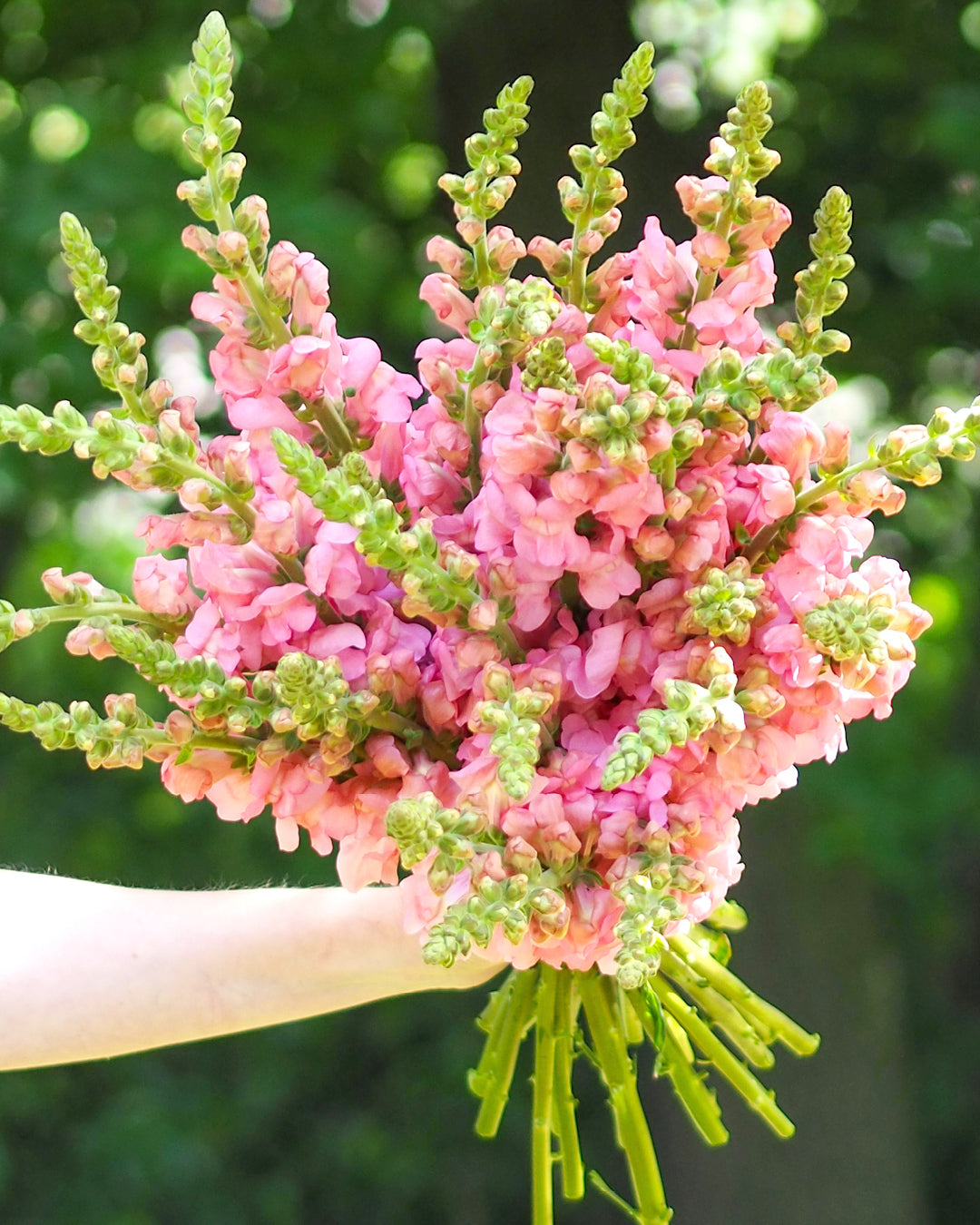 Blumenstrauß mit blueten von Loewenmaeulchen F1 ‘Potomac Early Pink‘  Antirrhinum majus aus der Gartenzauber-Saatgutserie 