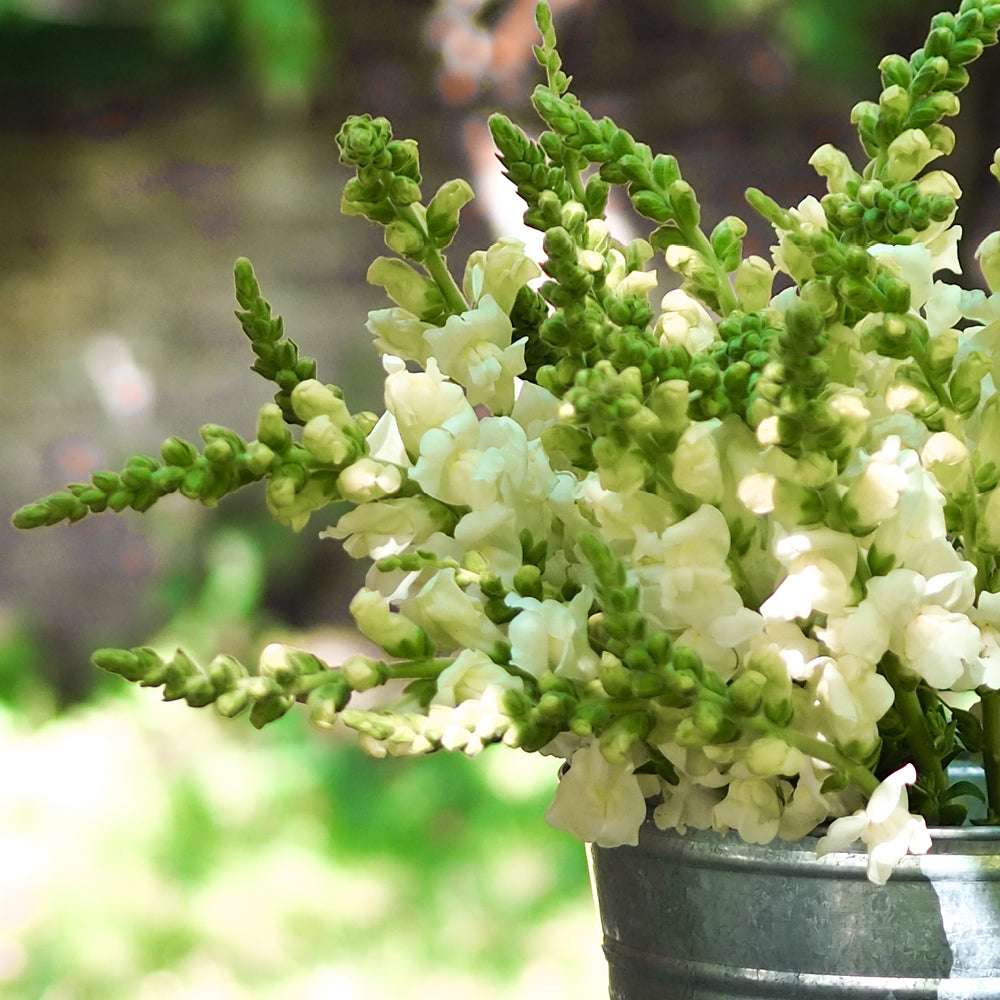 Bluehende Pflanze Loewenmaeulchen - Antirrhinum majus F1 ‘Potomac Ivory White‘ aus der Gartenzauber-Saatgutserie in einem Zinkeimer