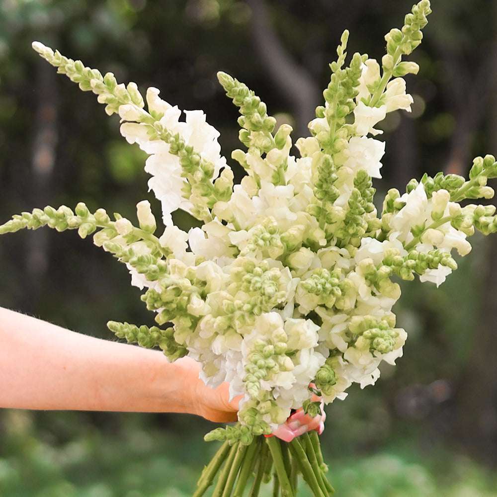 Bluehende Pflanze Loewenmaeulchen - Antirrhinum majus F1 ‘Potomac Ivory White‘ aus der Gartenzauber-Saatgutserie als Strauß