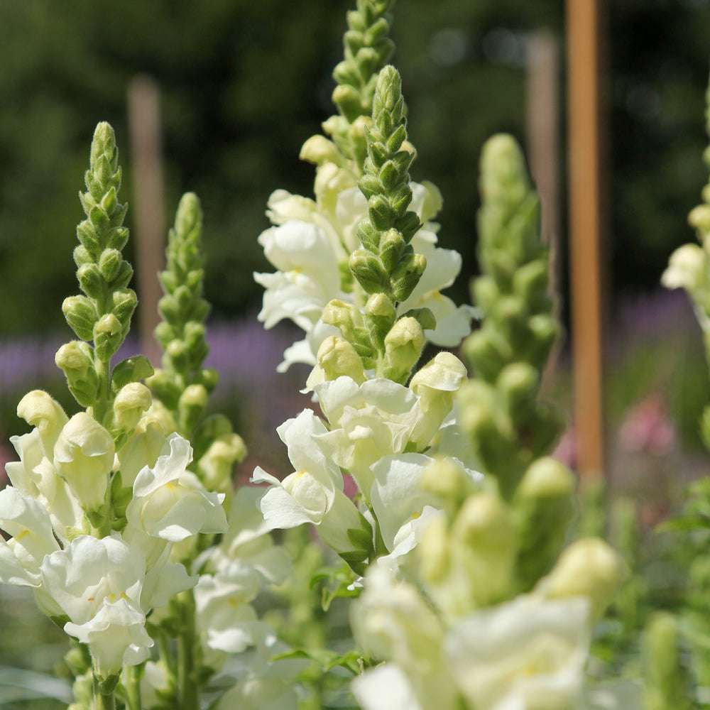 Bluehende Pflanze Loewenmaeulchen - Antirrhinum majus F1 ‘Potomac Ivory White‘ aus der Gartenzauber-Saatgutserie