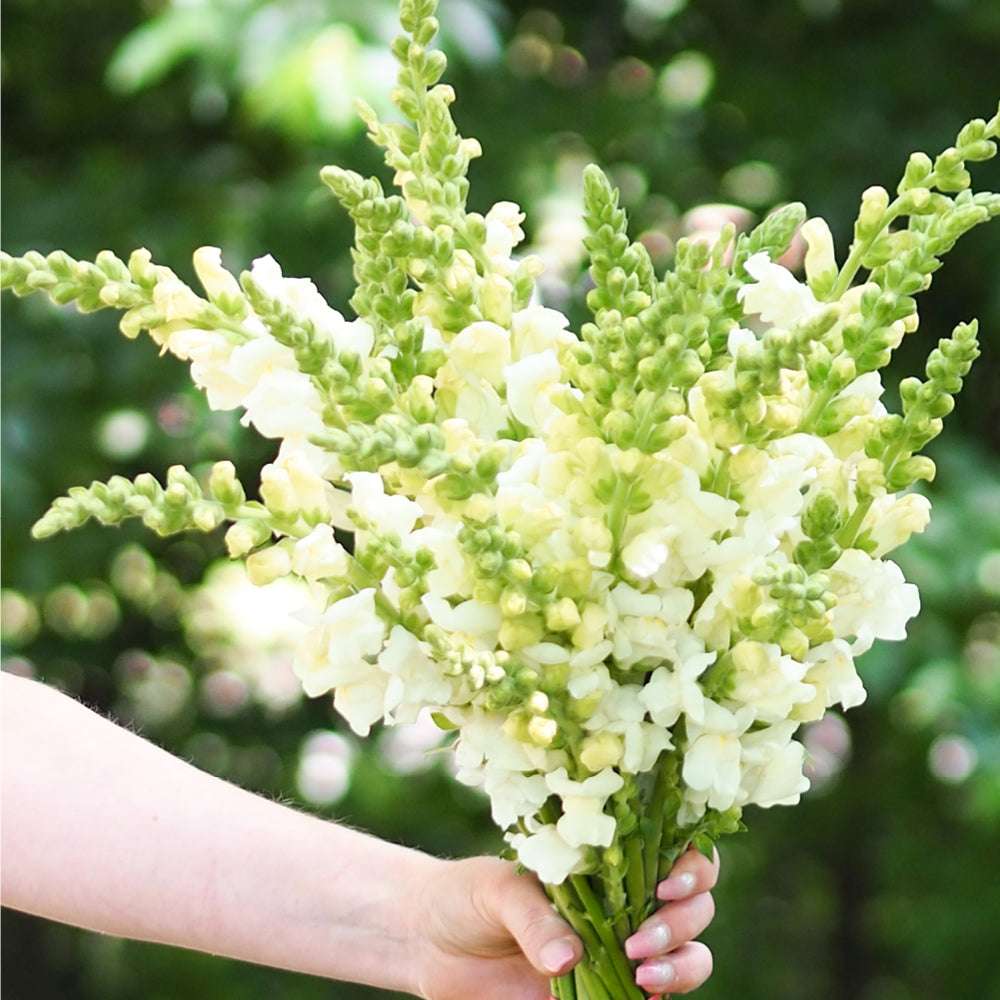 Bluehende Pflanze Loewenmaeulchen - Antirrhinum majus F1 ‘Potomac Ivory White‘ aus der Gartenzauber-Saatgutserie als Strauß