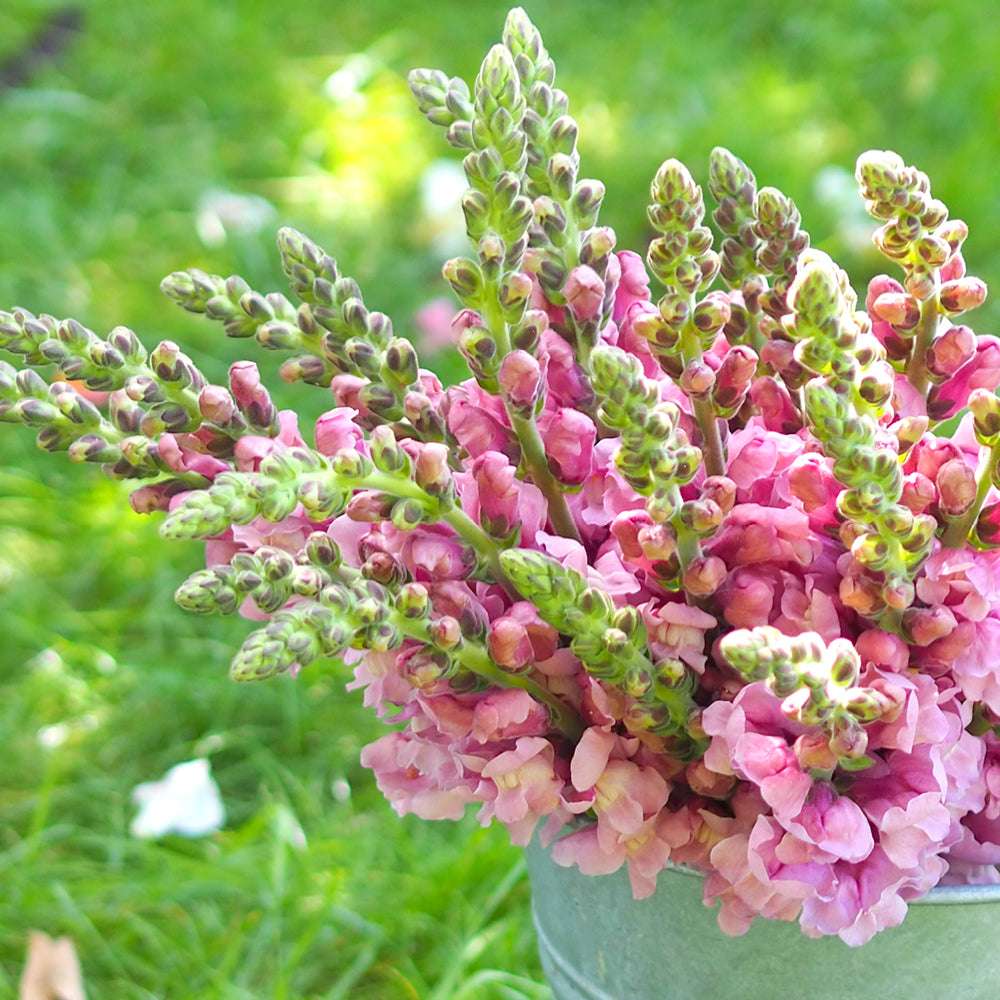 Bluehende Pflanze Antirrhinum majus F1 ‘Potomac Lavender‘ aus der Gartenzauber-Saatgutserie im Zinkeimer