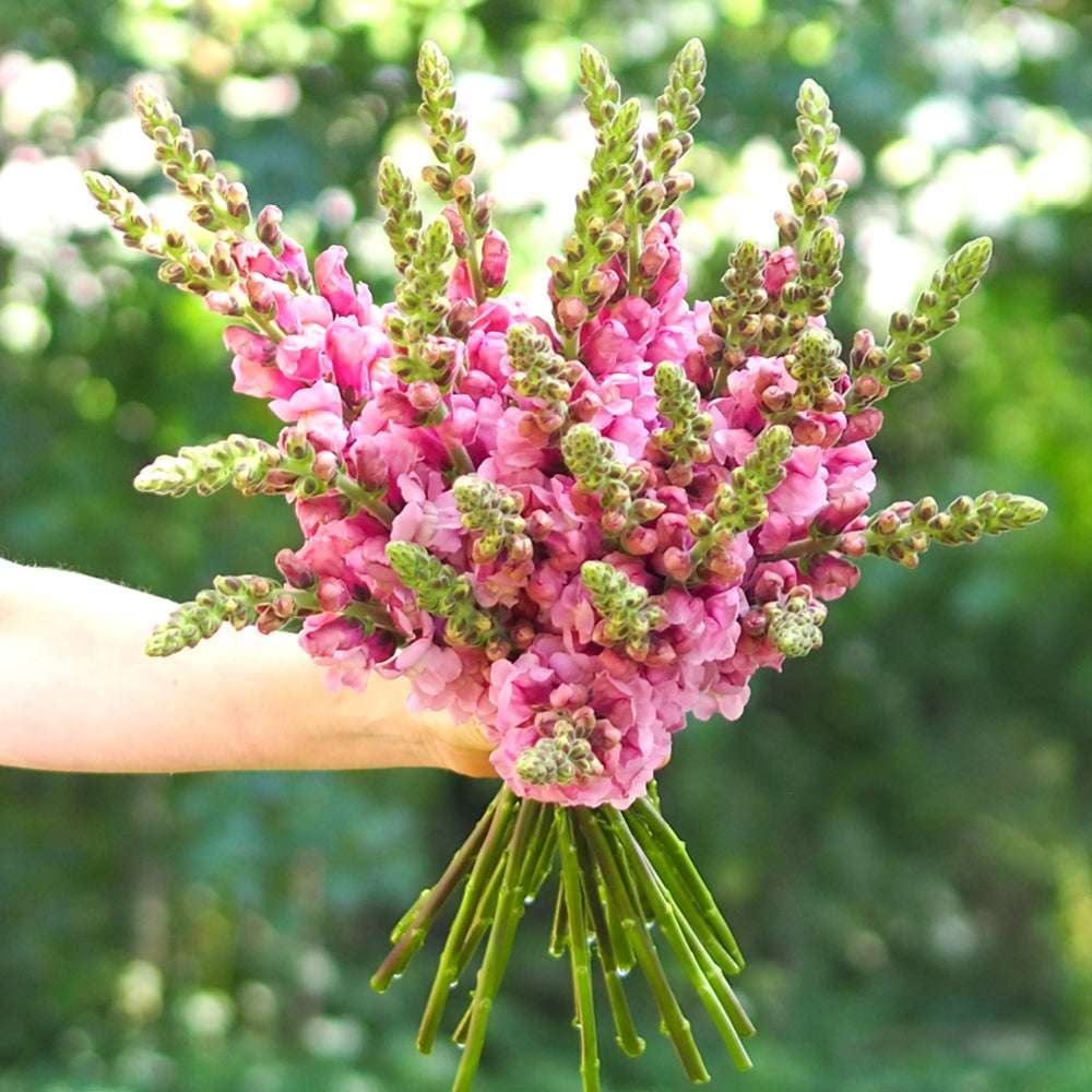 Bluehende Pflanze Antirrhinum majus F1 ‘Potomac Lavender‘ aus der Gartenzauber-Saatgutserie als Strauß