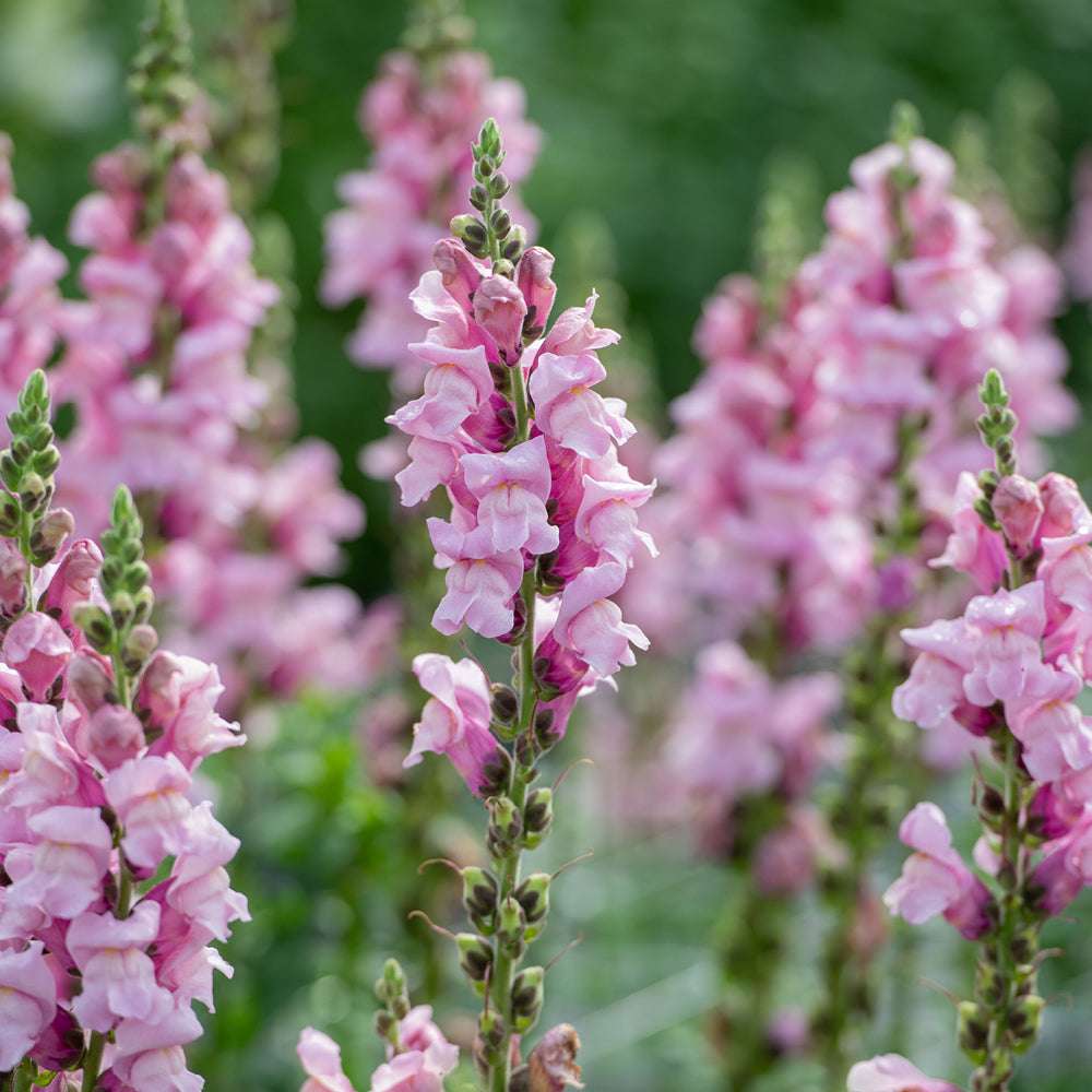 Bluehende Pflanze Antirrhinum majus F1 ‘Potomac Lavender‘ aus der Gartenzauber-Saatgutserie