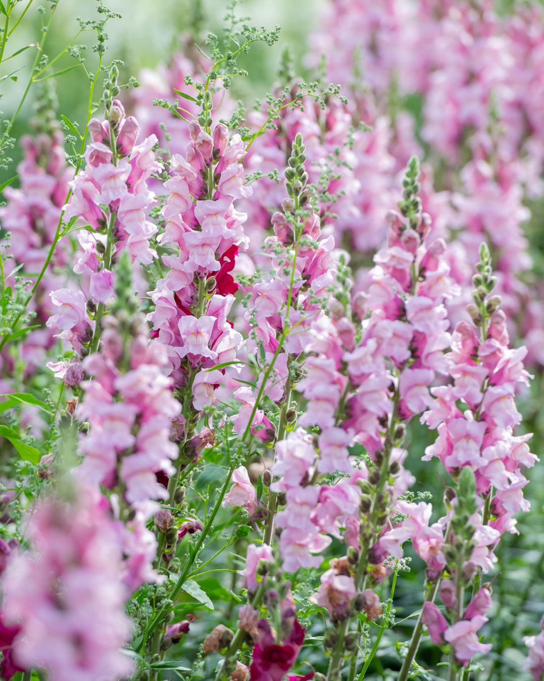 Bluehende Pflanze Antirrhinum majus F1 ‘Potomac Lavender‘ aus der Gartenzauber-Saatgutserie