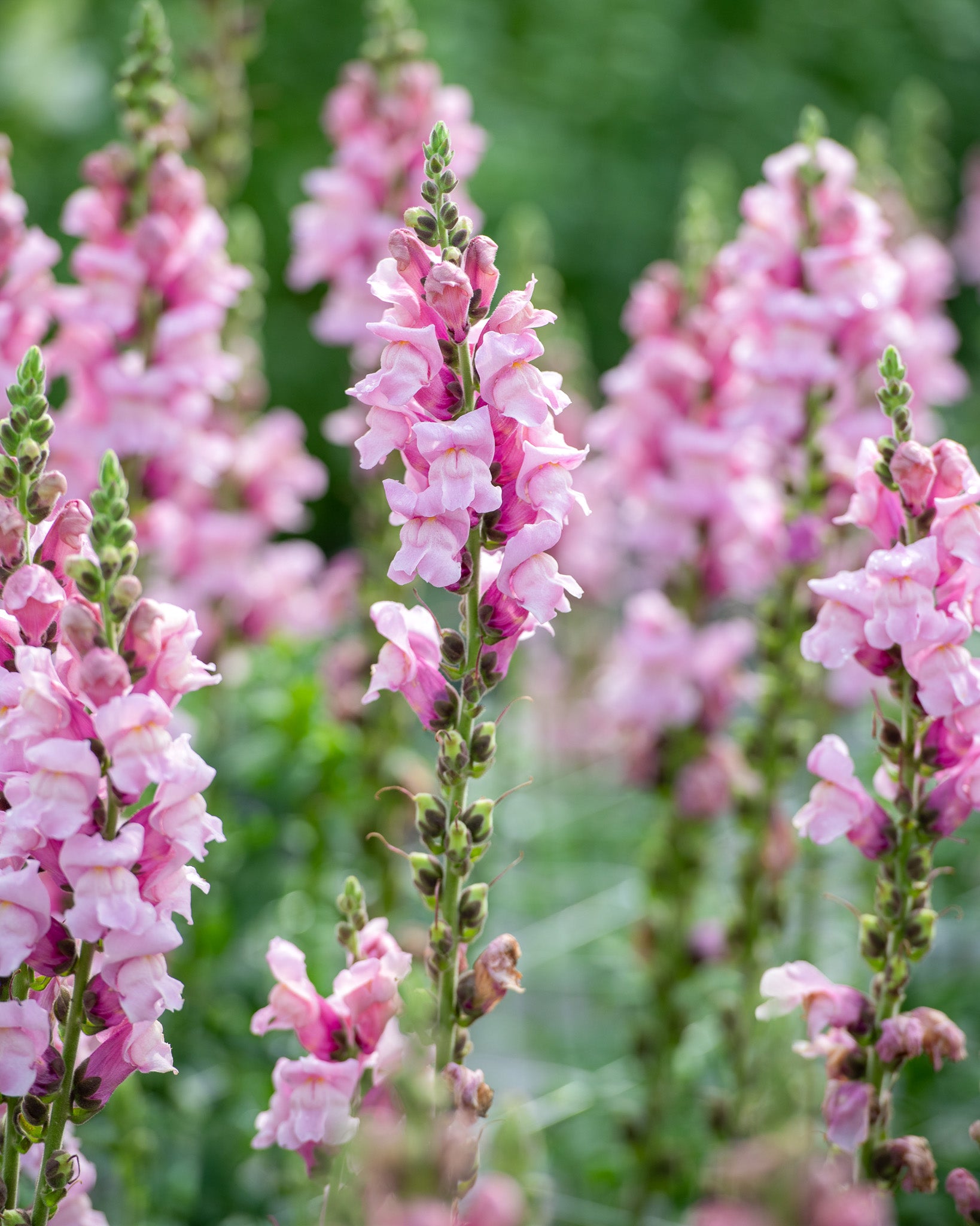 Lavendelfarbene Blüten des Löwenmäulchens ‚Potomac Lavender‘ an aufrechten, stabilen Stielen.
