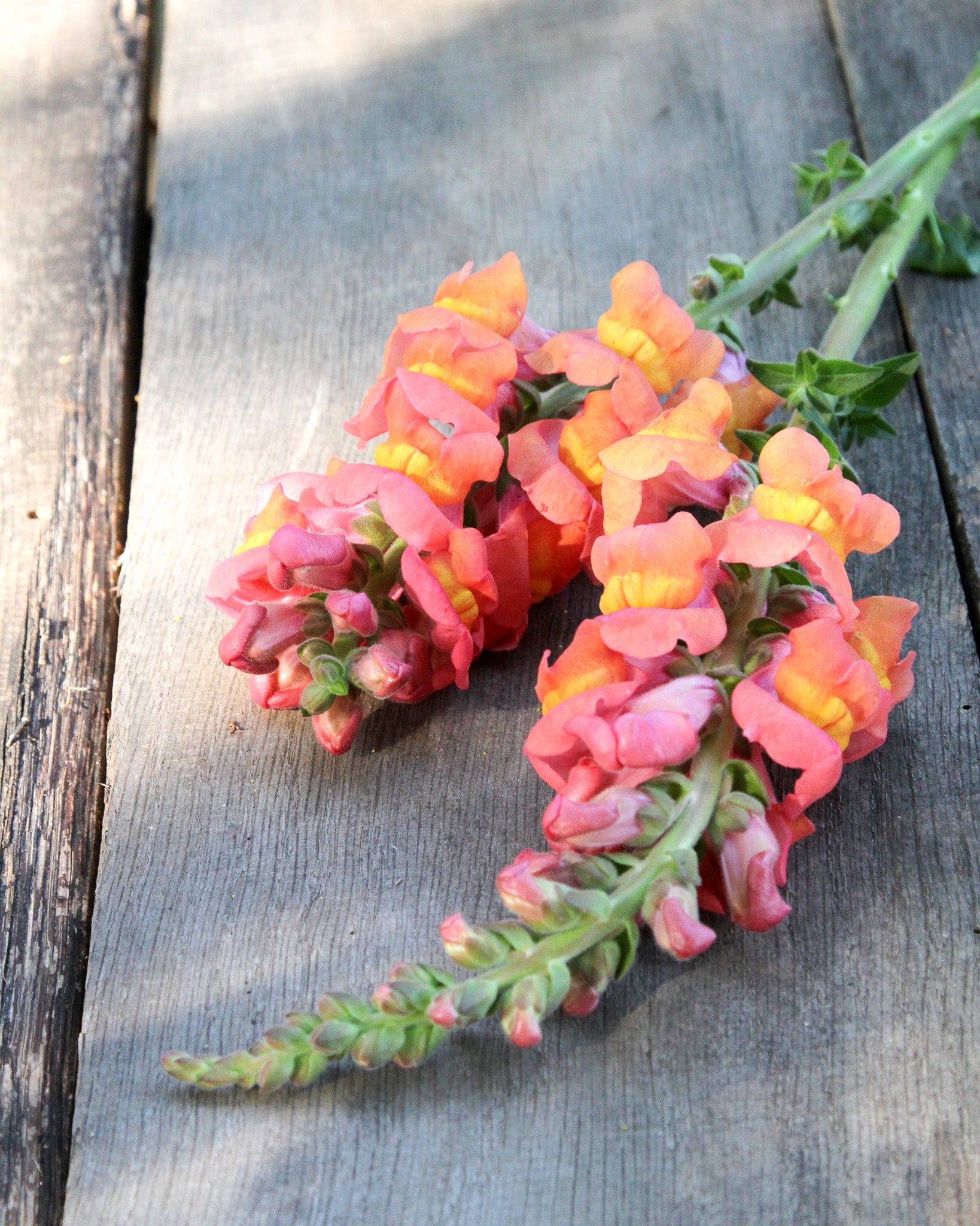 Leuchtend orangefarbene Blüten des Löwenmäulchens ‚Potomac Early Orange‘ an aufrechten Blütenständen.