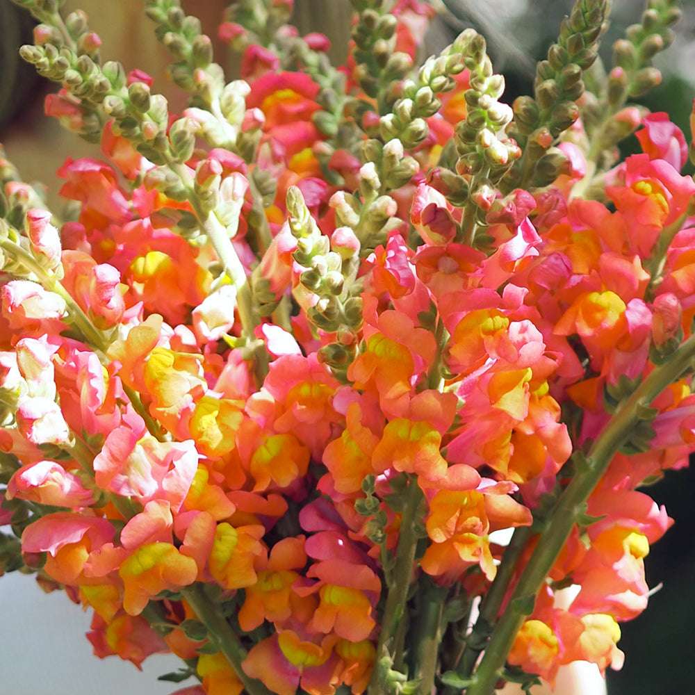 Ein Strauß leuchtender Löwenmäulchen (Antirrhinum majus F1 'Potomac Early Orange') mit kräftigen orangefarbenen Blüten.