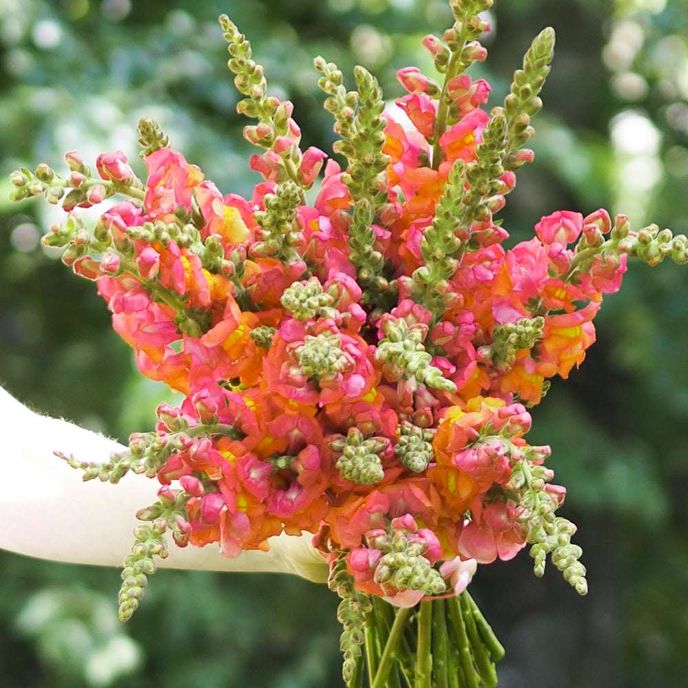 Bluehende Pflanze Loewenmaeulchen ‘Potomac F1 Early Orange‘ Antirrhinum majus aus der Gartenzauber-Saatgutserie als Strauß