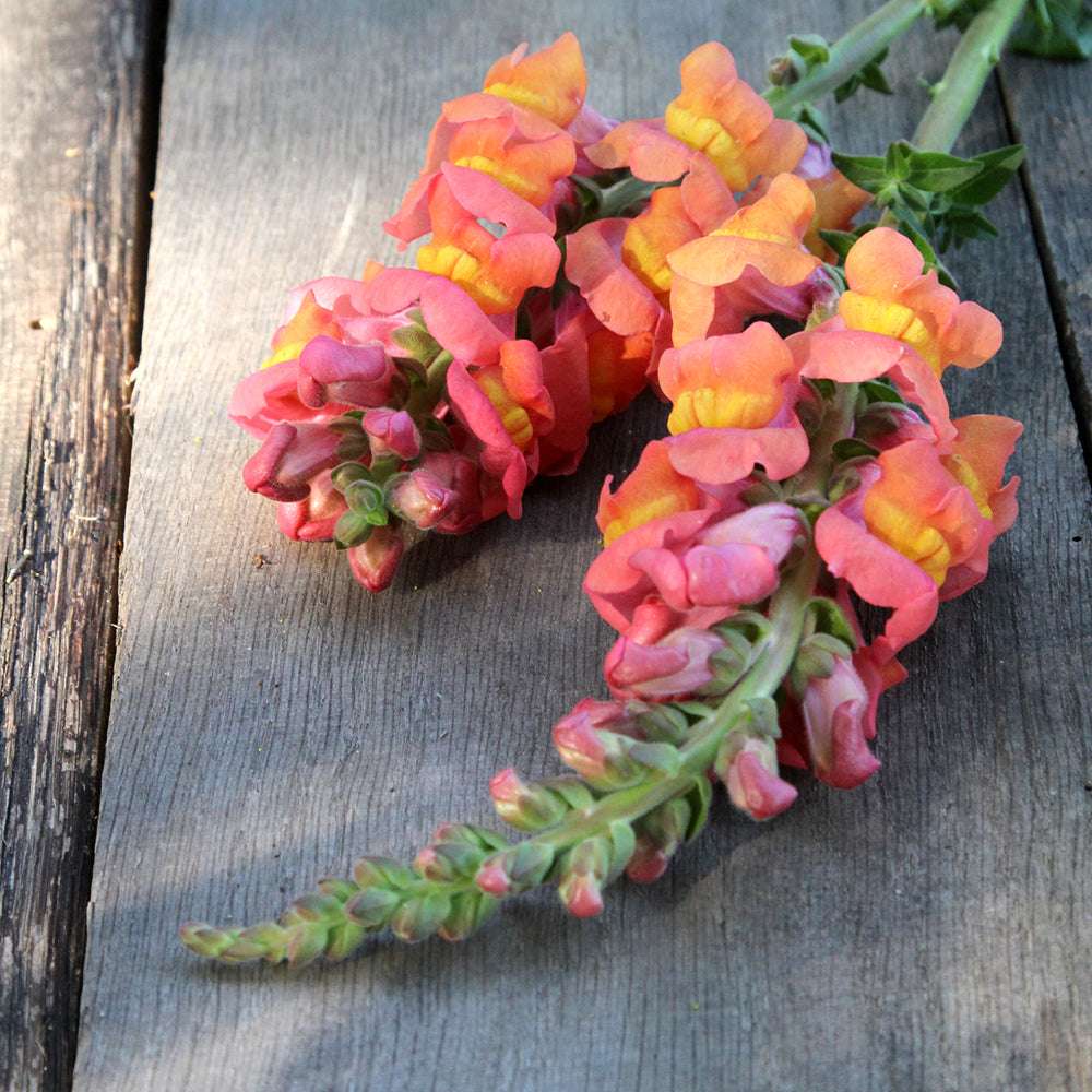 Bluehende Pflanze Loewenmaeulchen ‘Potomac F1 Early Orange‘ Antirrhinum majus aus der Gartenzauber-Saatgutserie