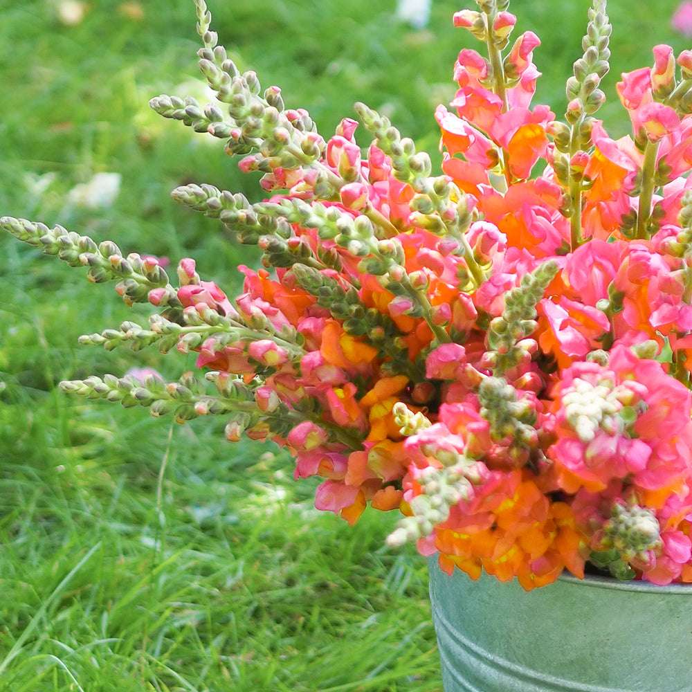 Bluehende Pflanze Loewenmaeulchen ‘Potomac F1 Early Orange‘ Antirrhinum majus aus der Gartenzauber-Saatgutserie