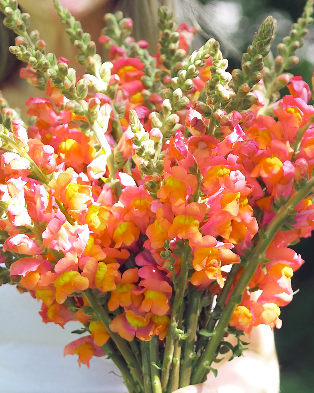 Bluehende Pflanze Loewenmaeulchen ‘Potomac F1 Early Orange‘ Antirrhinum majus aus der Gartenzauber-Saatgutserie