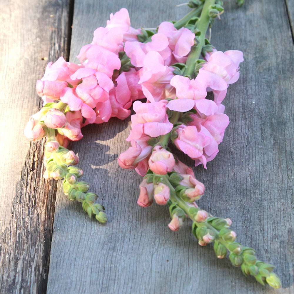 Bluehende Pflanze Loewenmaeulchen Antirrhinum majus F1 ‘Potomac Pink‘ aus der Gartenzauber-Saatgutserie