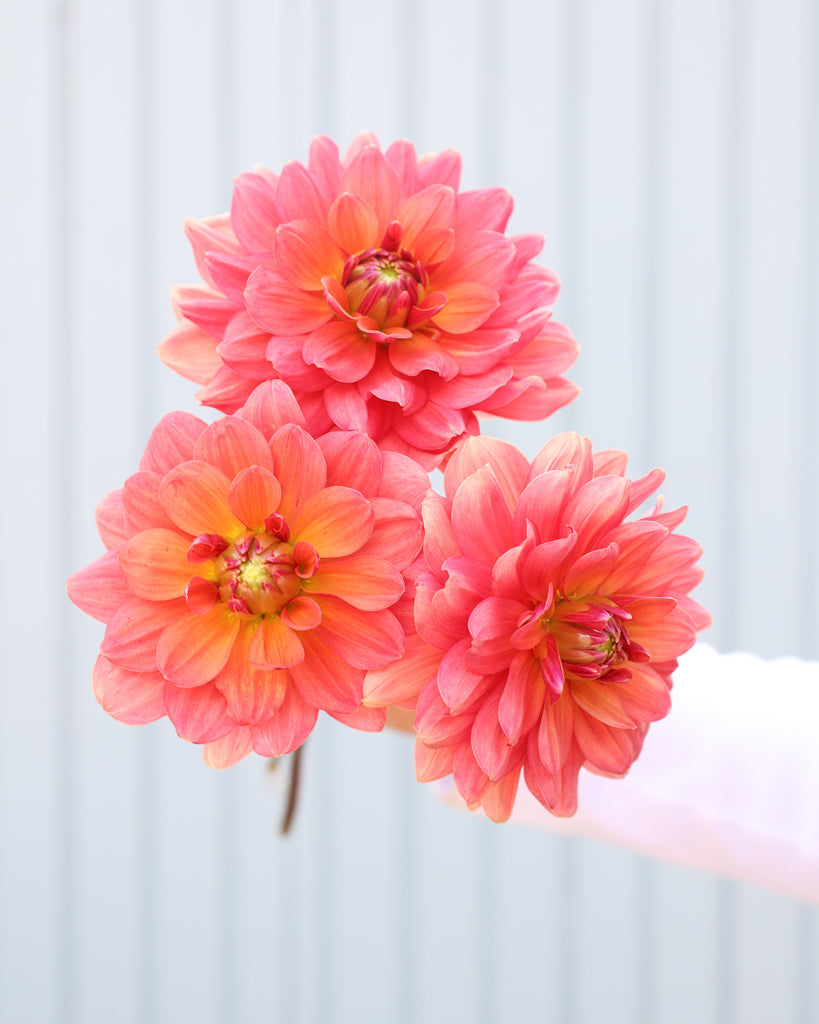 Drei Dahlienblueten der Sorte Lora Ashley vor einem hellblauen Hintergrund.