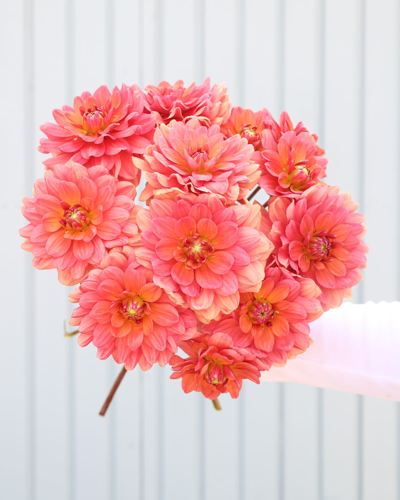 Ein Strauß Dahlien der Sorte Lora Ashley vor einem hellblauen Hintergrund.