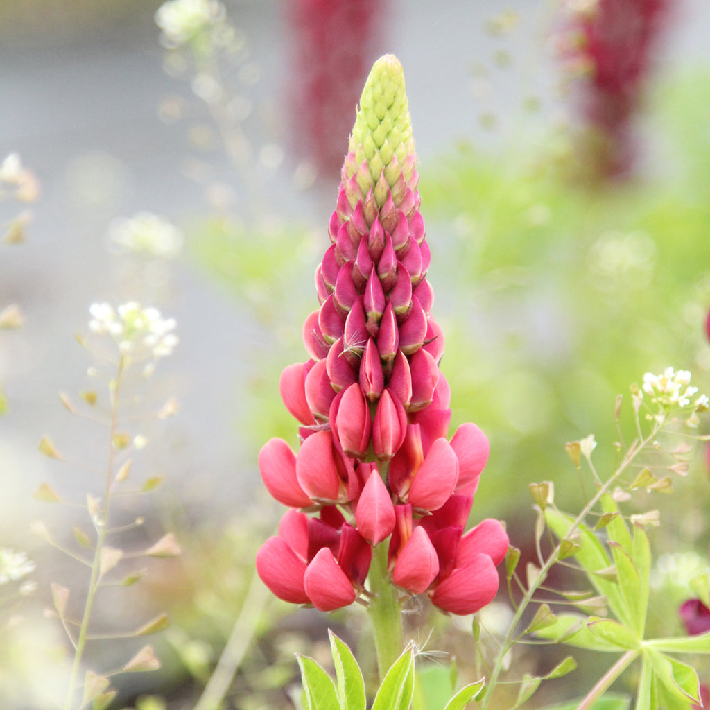 Bluehende Pflanze Lupine 'Gallery Pink Shades' Lupinus polyphyllus aus der Gartenzauber-Saatgutserie
