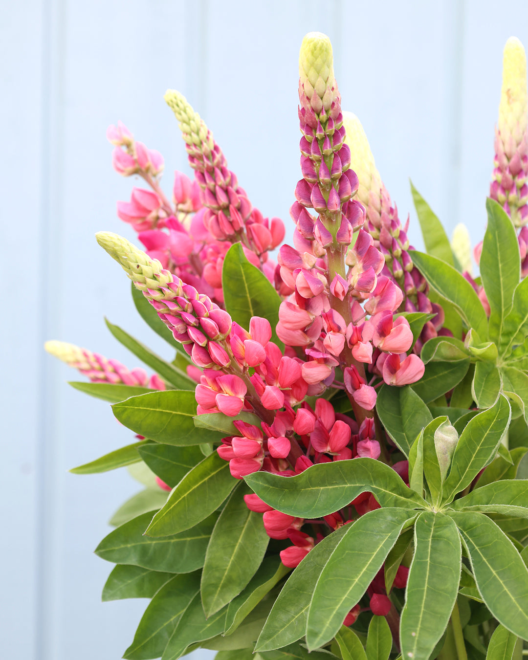 Bluehende Pflanze Lupine 'Gallery Pink Shades' Lupinus polyphyllus aus der Gartenzauber-Saatgutserie