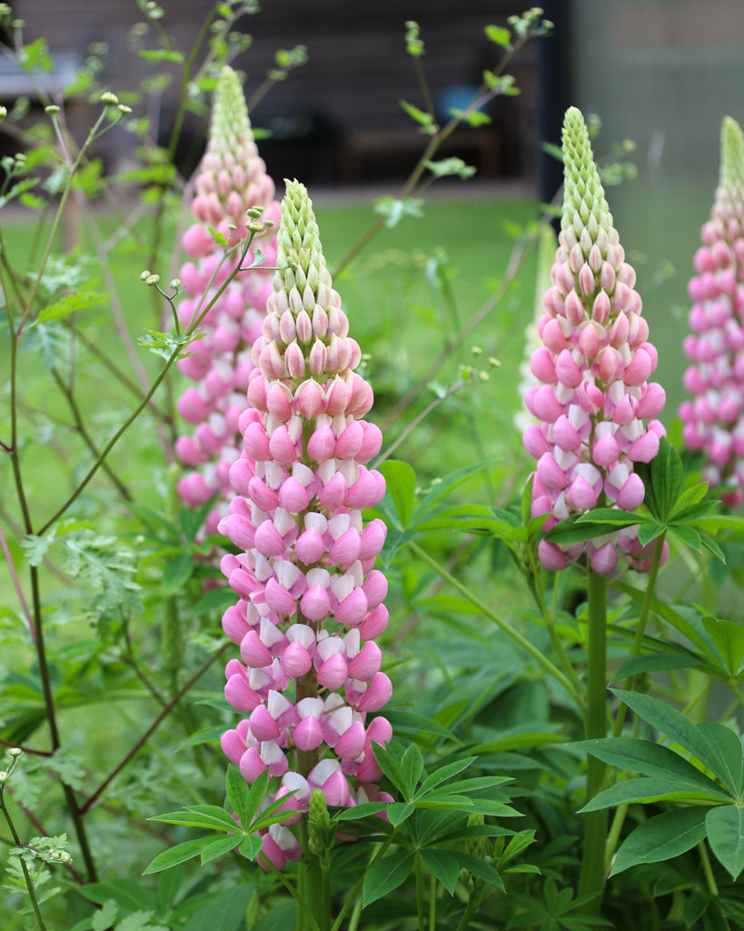 Mehrere eindrucksvolle Blütenkerzen der Lupine (Lupinus polyphyllus Hybride ‘Schlossfrau’) in zartem Rosa mit weißer Fahne blühend im Gartenbeet.