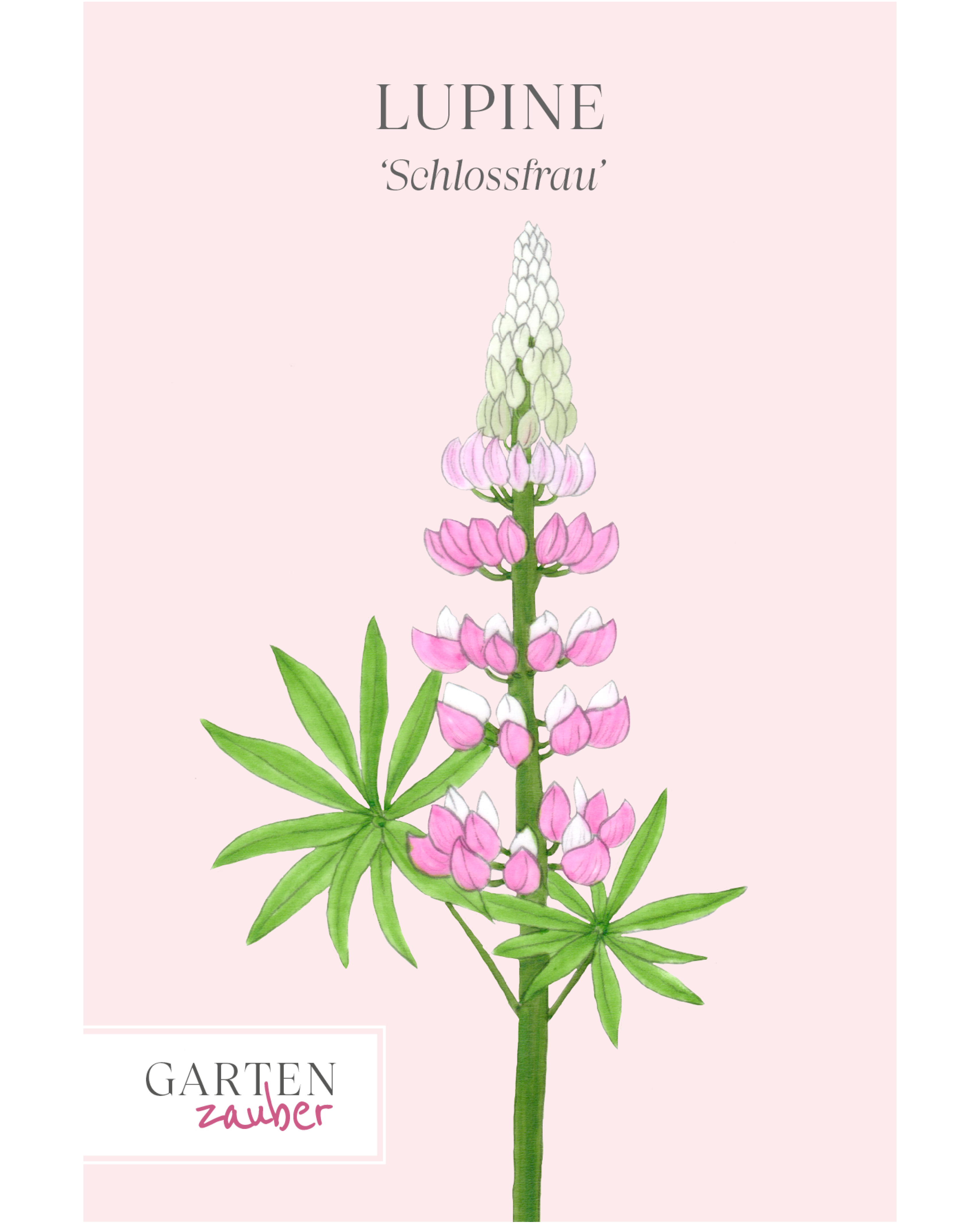 Vorderseite der Saatguttüte Lupine ‘Schlossfrau’ – Lupinus polyphyllus Hybride mit handgezeichneter Illustration der eindrucksvollen Blütenkerze in zartem Rosa mit weißer Fahne aus der Gartenzauber-Saatgutserie.