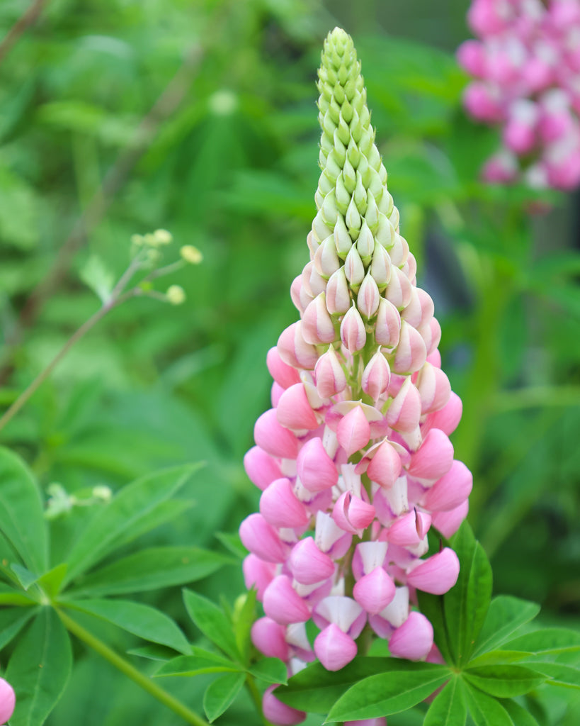 Nahaufnahme einer eindrucksvollen Blütenkerze der Lupine (Lupinus polyphyllus Hybride ‘Schlossfrau’) in zartem Rosa mit weißer Fahne.