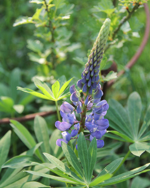 Lupine Gallery Blau Saatgut – Staude online