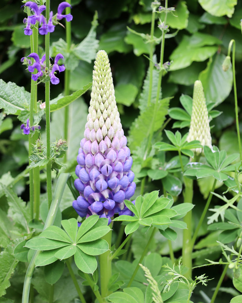 Nahaufnahme einer leuchtend blauen Blütenrispe der Lupine (Lupinus perennis Hybride Russell ‘Gallery Blau’)