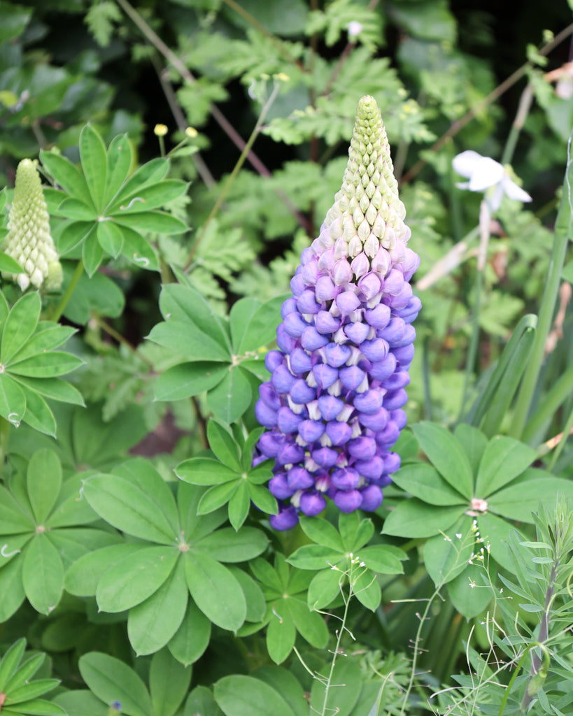 Nahaufnahme einer leuchtend blauen Blütenrispe der Lupine (Lupinus perennis Hybride Russell ‘Gallery Blau’)
