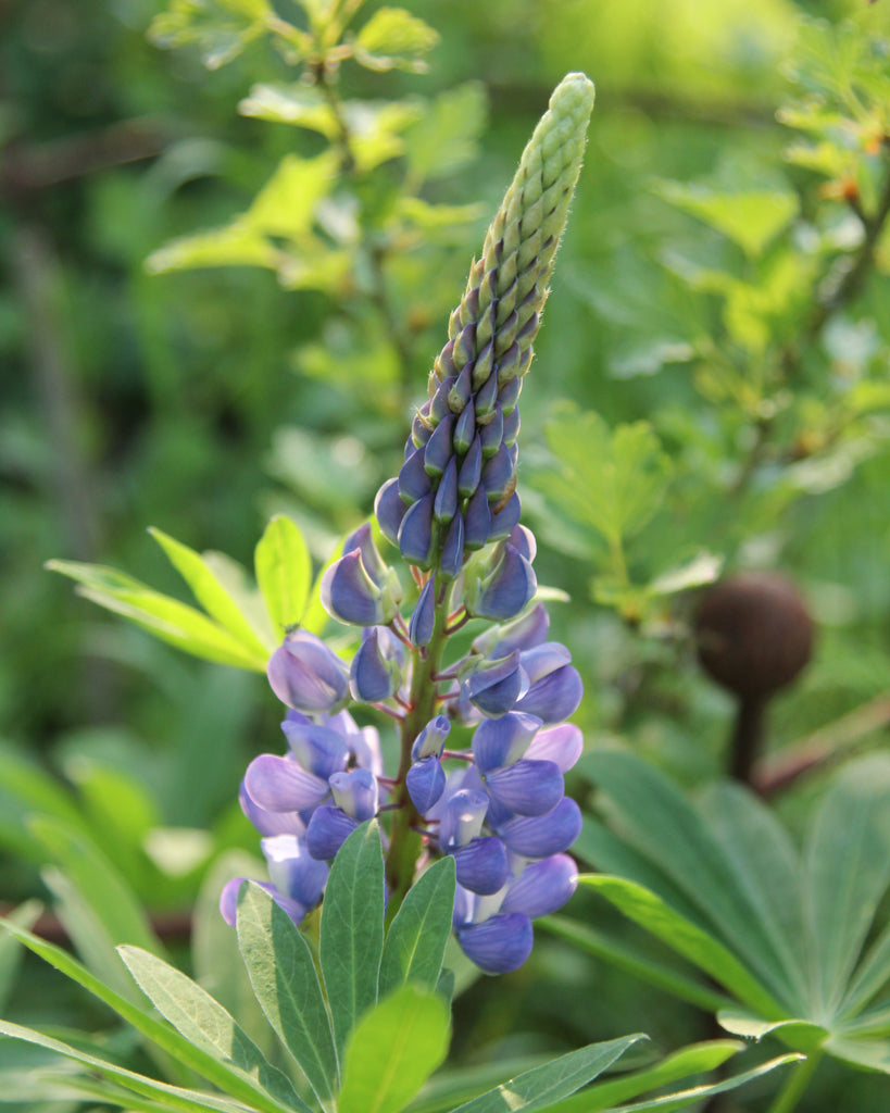 Nahaufnahme einer leuchtend blauen Blütenrispe der Lupine (Lupinus perennis Hybride Russell ‘Gallery Blau’)