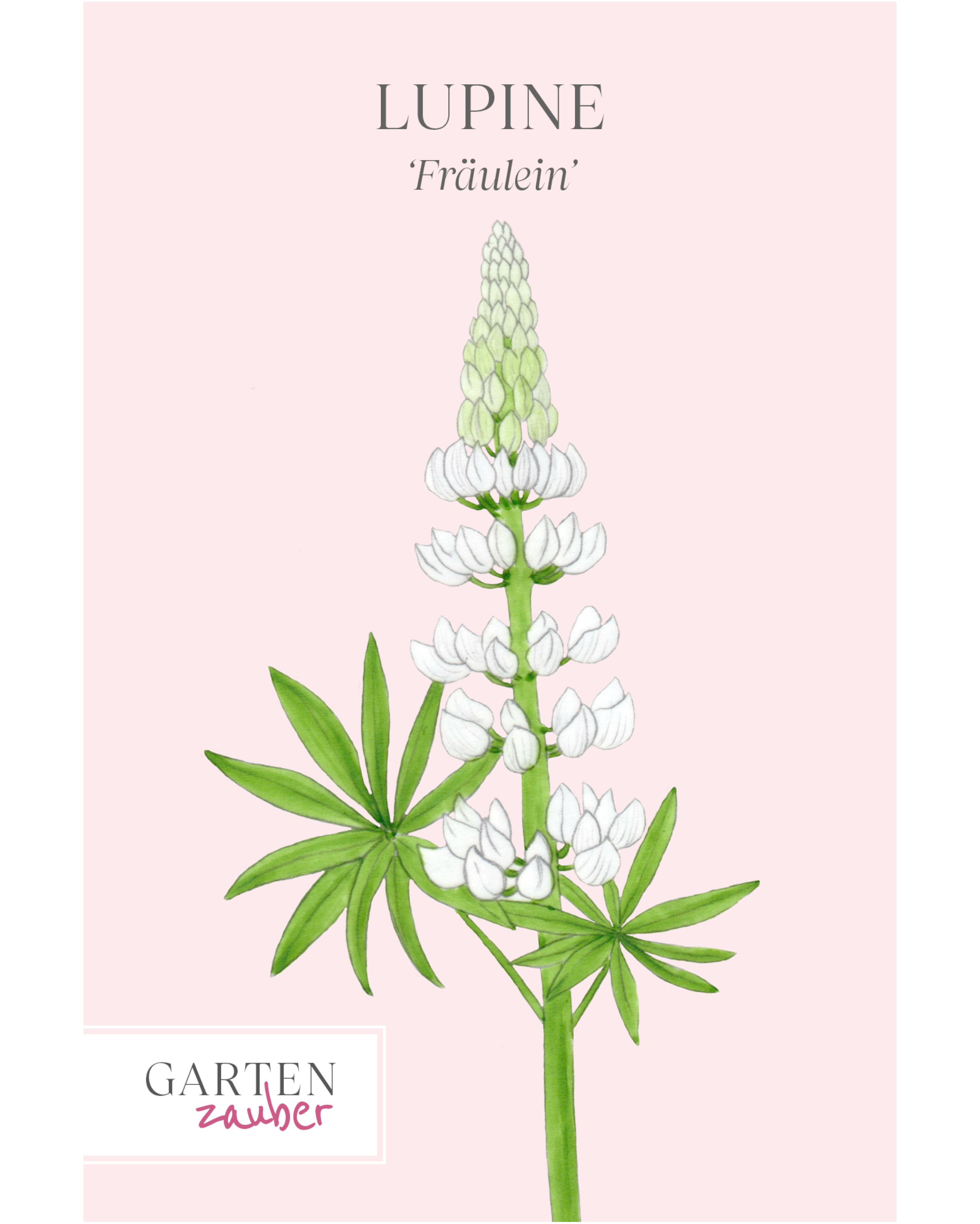 Vorderseite der Saatguttüte Lupine ‘Fräulein’ – Lupinus polyphyllus Hybride mit handgezeichneter Illustration der eleganten, cremeweißen Blütenkerzen aus der Gartenzauber-Saatgutserie.