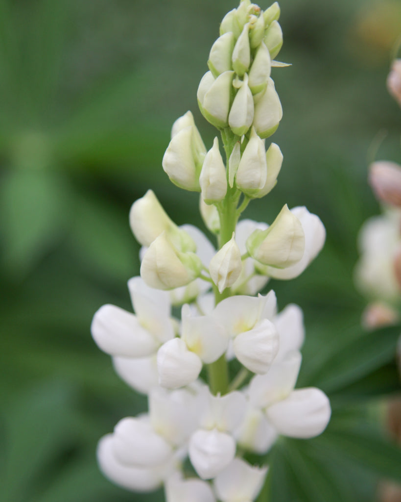 Nahaufnahme einer eleganten, cremeweißen Blütenkerze der Lupine (Lupinus polyphyllus Hybride ‘Fräulein’)